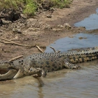 12-year-old child missing after being attacked and taken by crocodile: Report