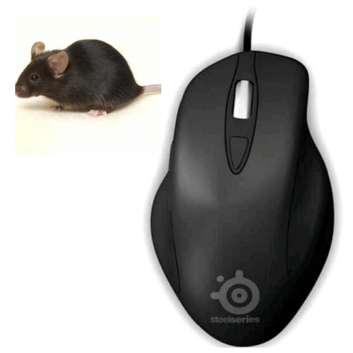 reason-why-a-computer-mouse-is-called-mouse-but-not-something-else