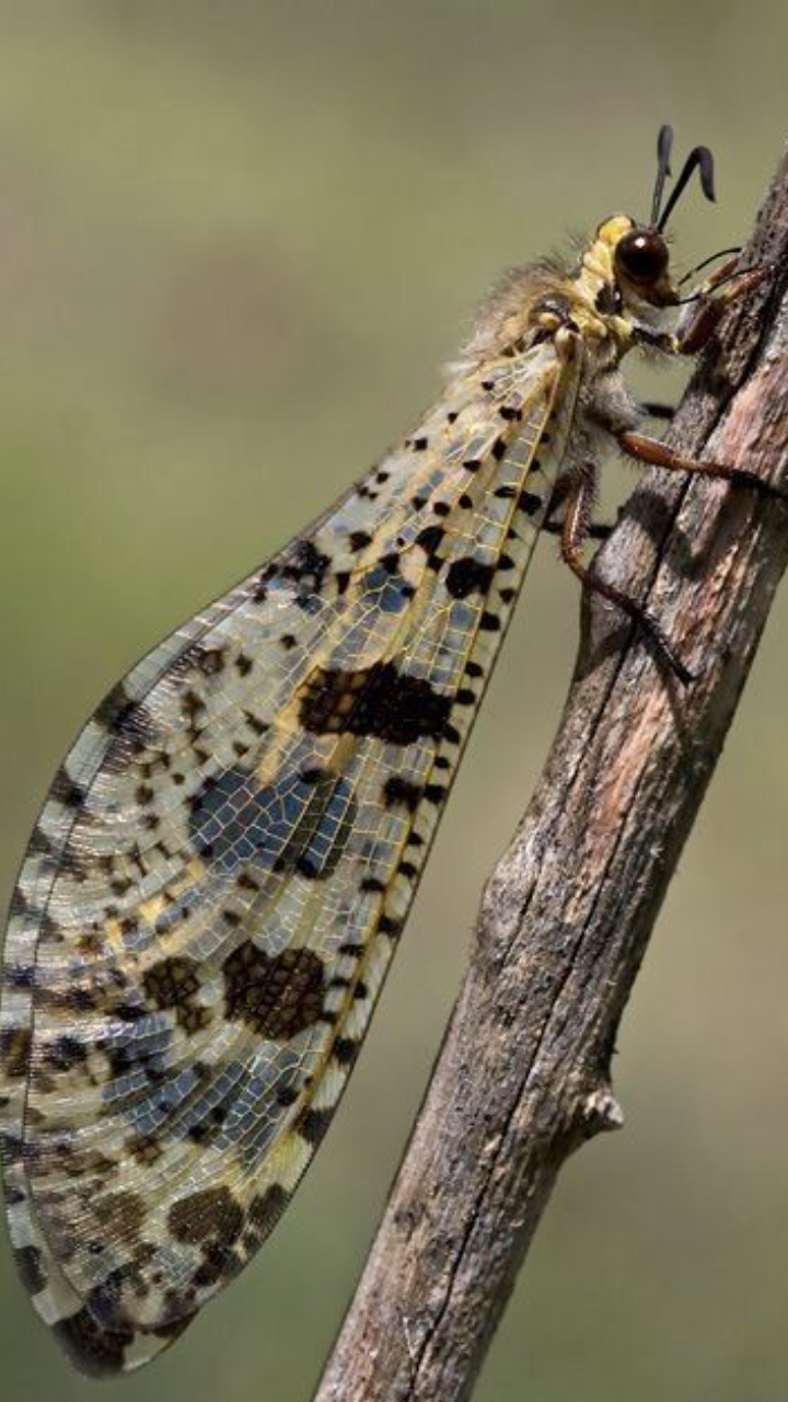 ​Antlion