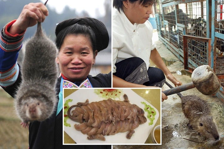 Chinese bred huge wild rats for &#39;nutritious&#39; meat with &#39;100 reasons to eat  them&#39; before ban due to coronavirus