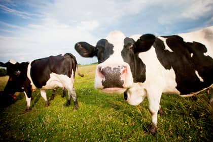 Bill Gates has also heavily invested in green tech to reduce methane emissions from cows. Credit: Christina Gandolfo/Alamy Stock Photo