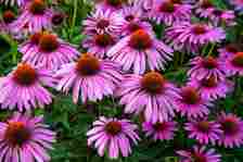 closeup of pink coneflowers with orange centers in garden against green leaves