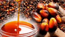 Naira boosts palm oil profits to 10-year high