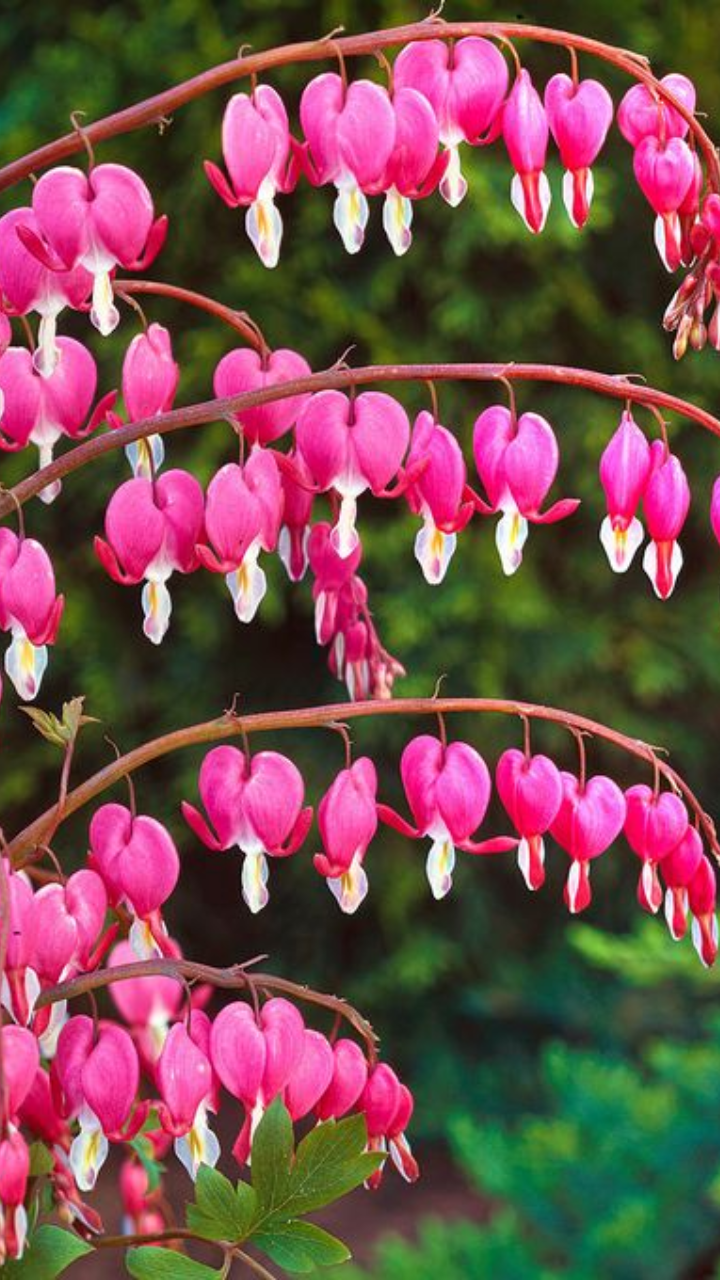 ​Bleeding Heart