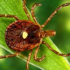 Do you live near the lone-star tick? Map shows where most alpha-gal cases occur
