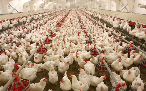Poultry Farmers Protest Rising Cost Of Feeds