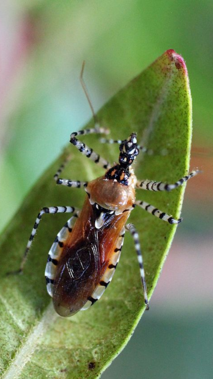 ​Assassin Bugs