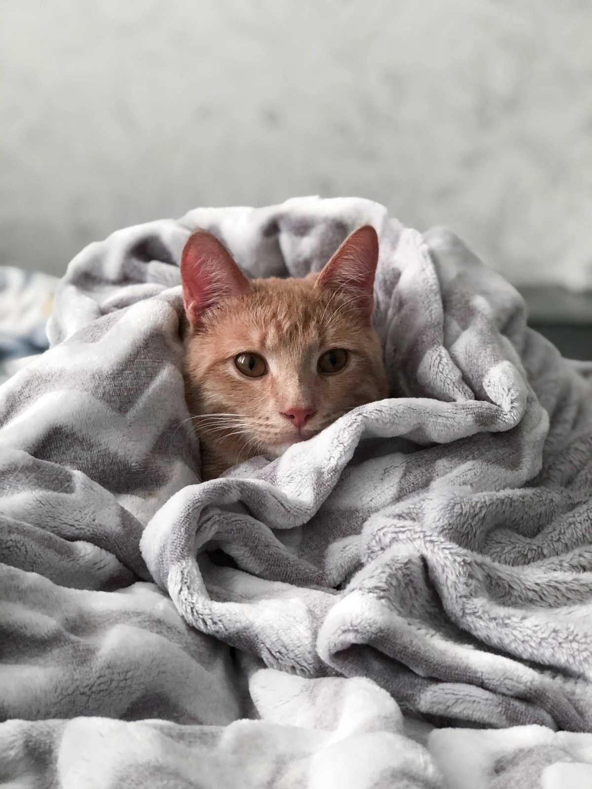 cat in a blanket