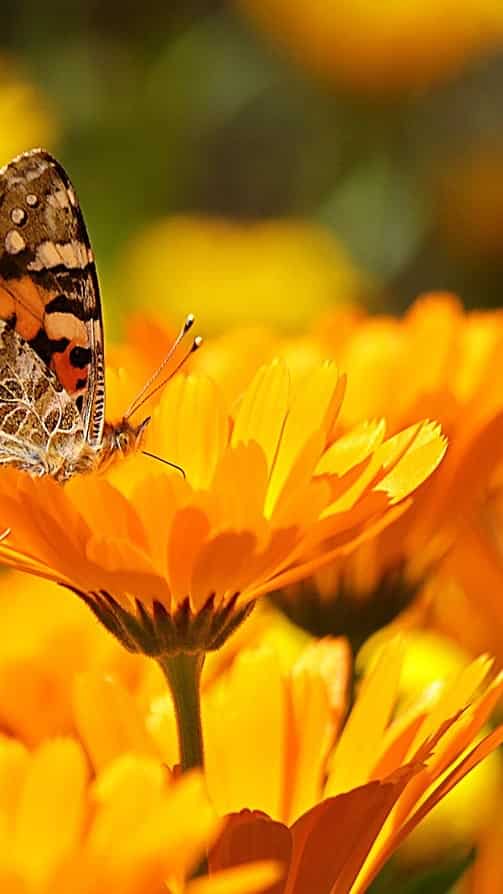 Marigold