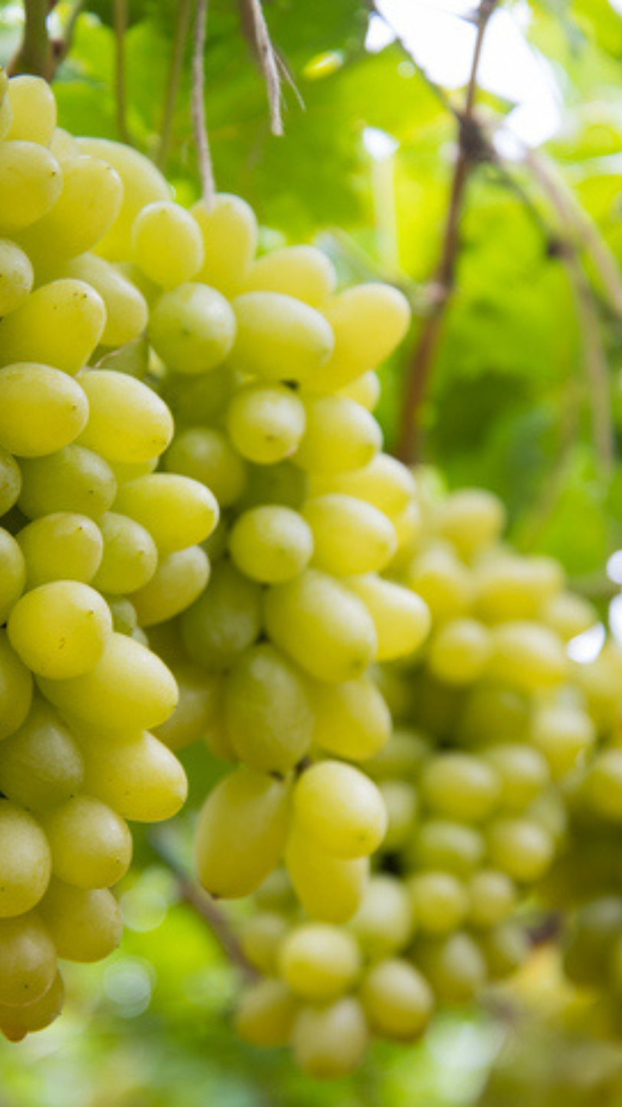 ​Grapes​