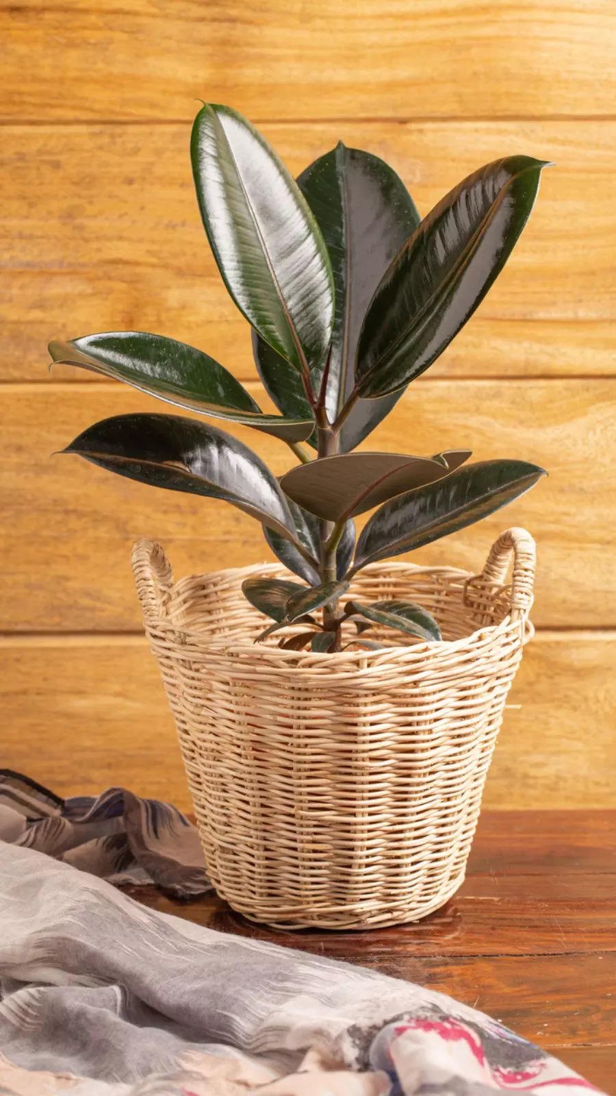 Rubber Plant
