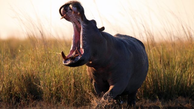 hippo yawning - funniest jokes