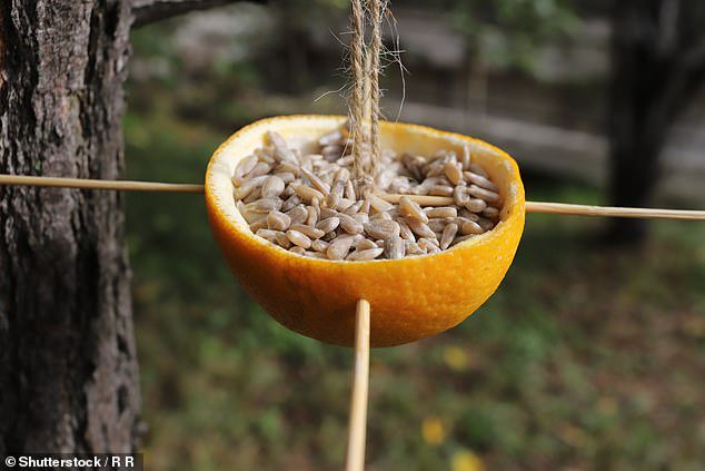 If you can salvage a uniform half-orange peel then you can use it to make a colourful and natural bird feeder