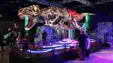 T rex skeleton at melbourne museum
