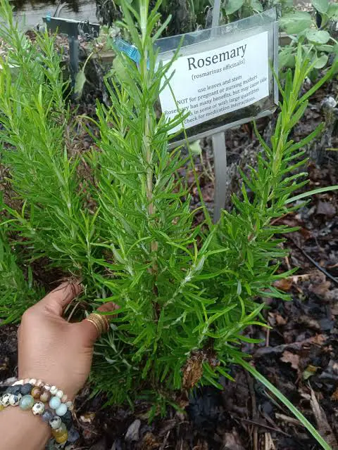 Medical Plants That Plant Home Treatment