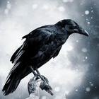 My RAVEN Strategy For 9.2% Dividends That Crush Crypto