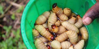 Palm Weevil larvae - Unconventional foods that Nigerians eat