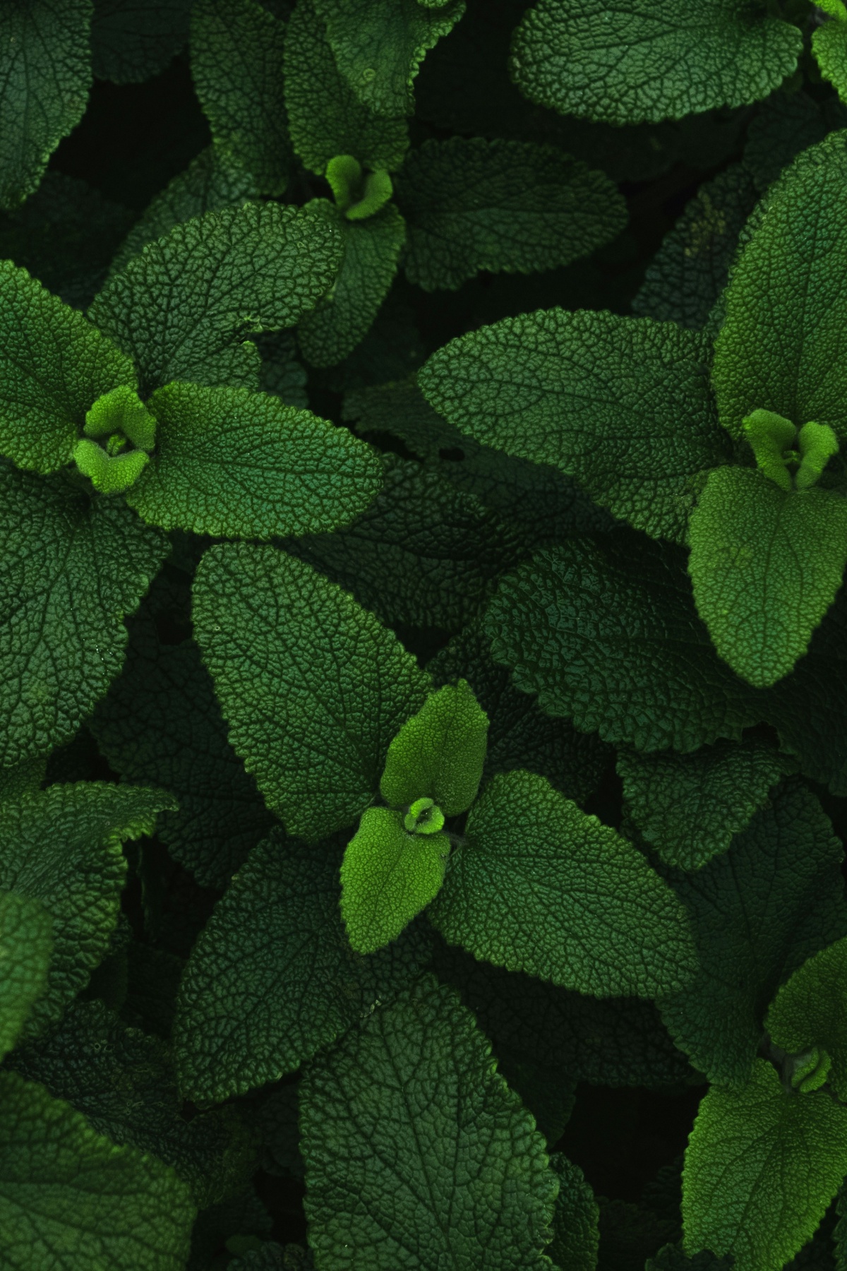 peppermint plant