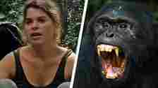 Woman who watched herself being 'eaten alive' by chimp is now a 'Gorilla Whisperer'