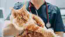 A veterinarian in scrubs holds an alert orange tabby cat while a stethoscope hangs around their neck