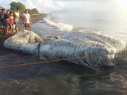 Residents come to see 'globster' sea creature in Oriental Mindoro province, Philippines