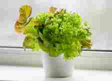 lettuce in a white pot growing near a window sil