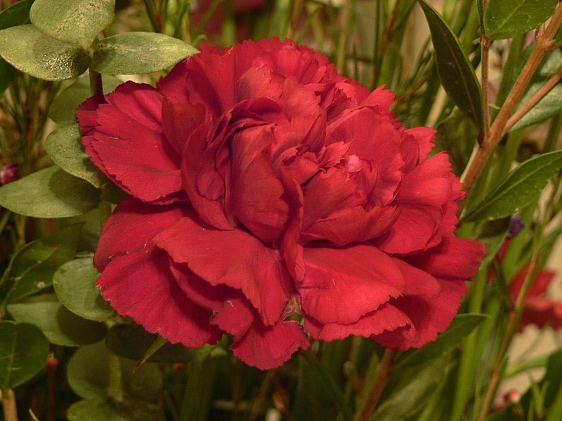 Red Carnation Flower.
