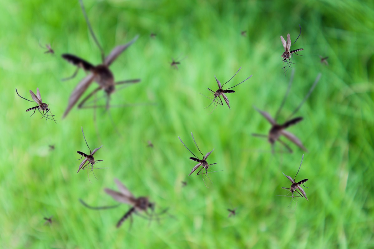 mosquitos flying in the air, climate change