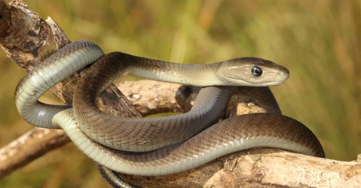 Why the Black Mamba is the World's Most Dangerous Snake - AZ Animals