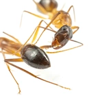 Carpenter ants amputate the legs of their nestmates to save their lives, study says