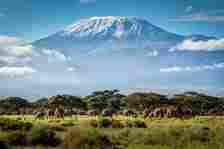 A huge herd of elephants stands amongst trees with the massive Mt Kilimanjaro rising in the background.