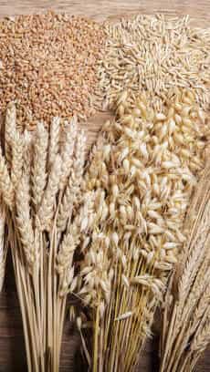 Oats and Barley