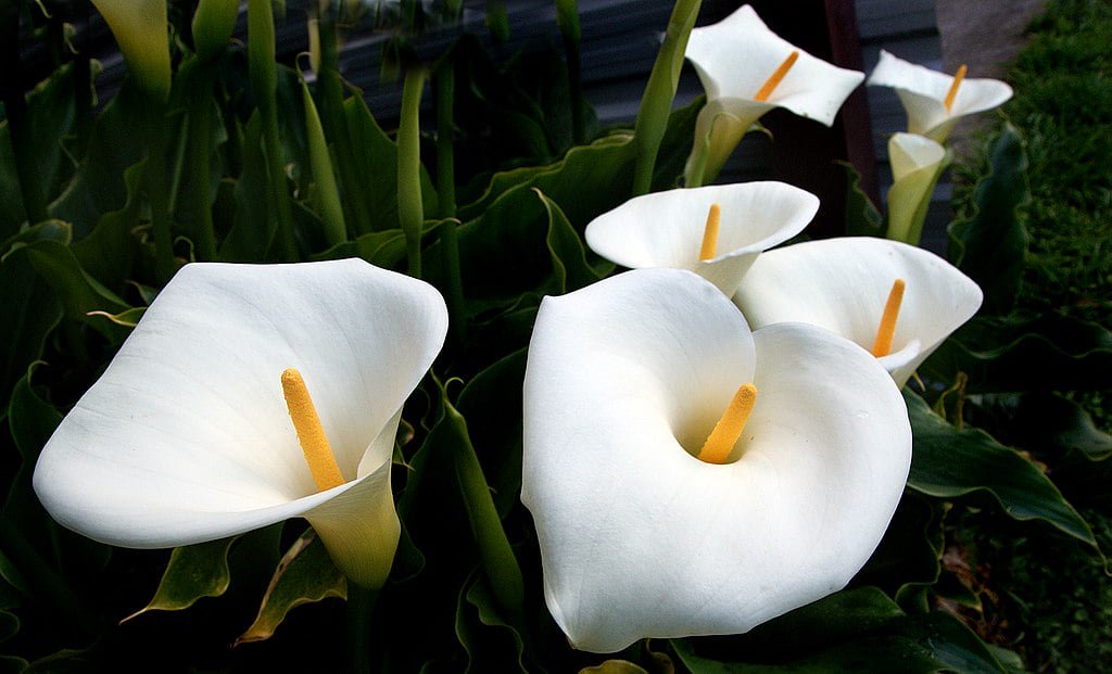 Calla lily flower.
