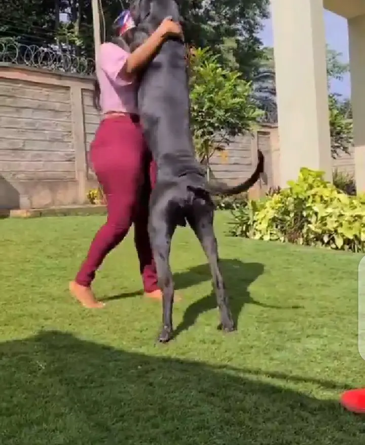 Look What A Lady Was Caught On Camera Doing With Her GIANT Dog. (VIDEO) 4