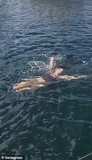 The model is pictured getting dragged through the water by the shark