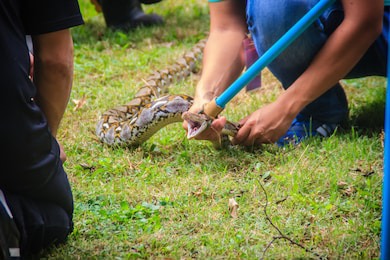 snakes catcher ular sanca kelurahan petugas ditangkap kebagusan tbilisi hides depending