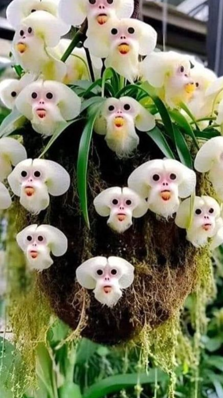 ​Monkey Face Orchid