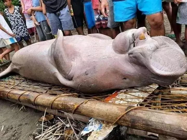 What Kind Creature This? Mysterious That Found Philippines (Photos)