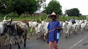 These Pictures Of Fulani Herdsmen Destroying Crops Will Make You Understand Why Sunday Igboho Is Angry
