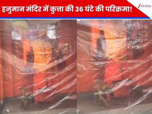 हनुमान मंदिर में 36 घंटे से परिक्रमा कर रहा है ये कुत्ता! Video देख लोग हुए हैरान, फिर AI ने खोला बड़ा राज