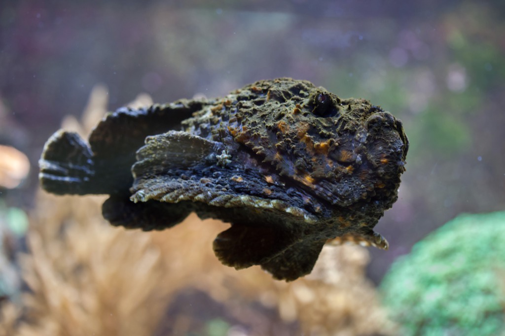 Stonefish - deadliest animals