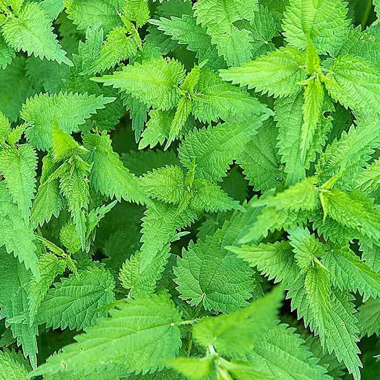 Herbs Consume Cleanse Your Kidneys