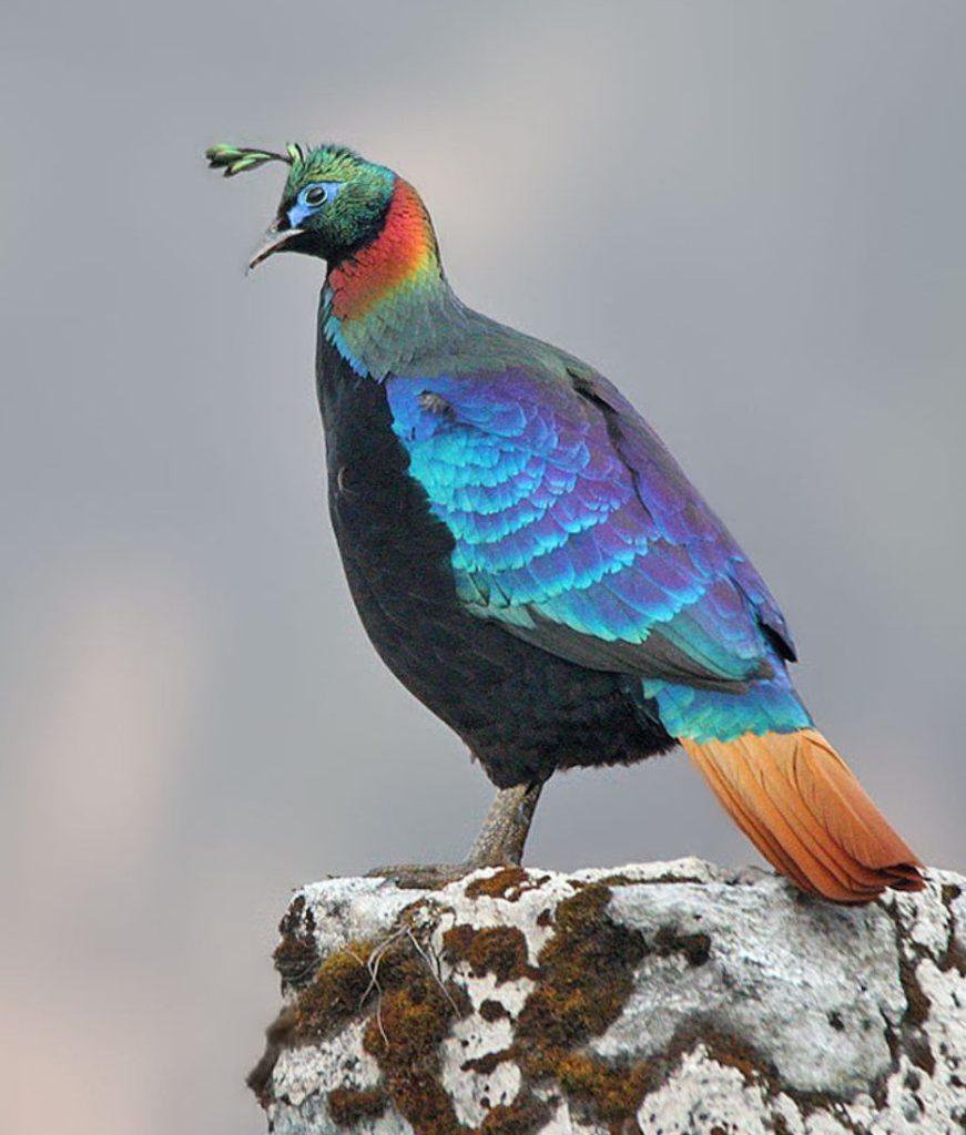 87167c252f0b2471ab451ea64c411045?source=nlp&quality=hq&format=webp&resize=720