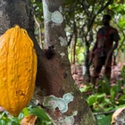 Ivorian cocoa farmers ‘barely survive’ while chocolate company profits soar