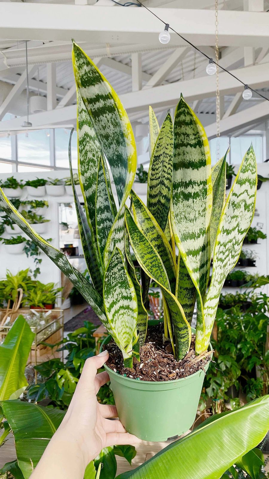 Snake Plant