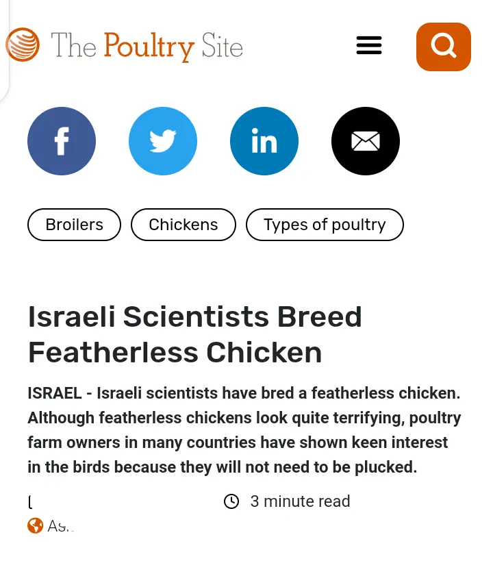 Checkout Chicken Being Reared Israeli Farmers (Photos)