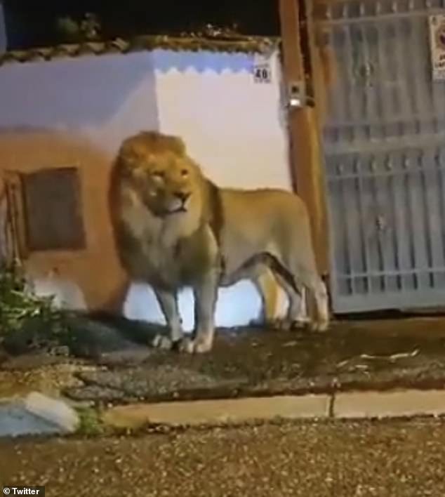 Authorities told locals to stay in their homes while they tried to capture the big cat, known as Kimba