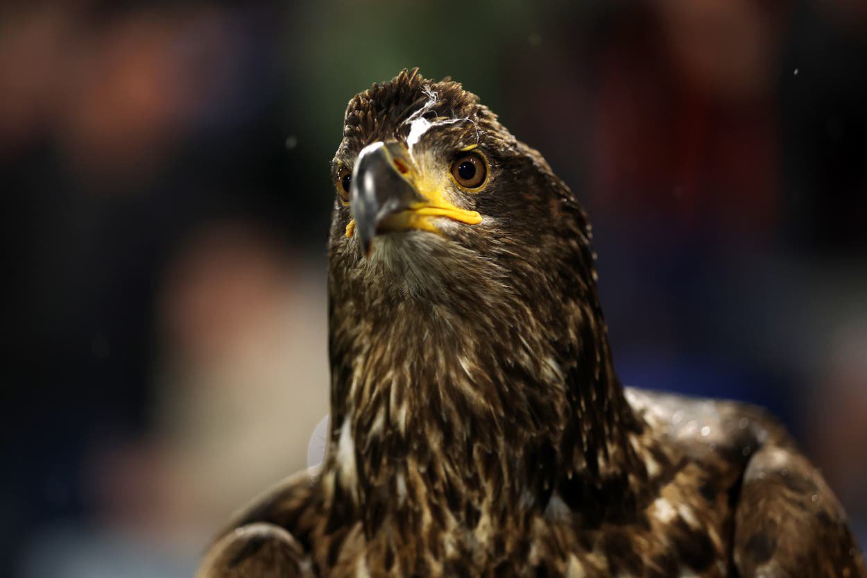 Phoenix, Crystal Palace's bald eagle mascot