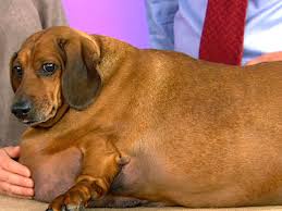 fattest basset hound