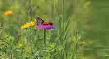 A monarch butterfly (Danaus plexippus) feeds on nectar from a purple coneflower (Echinacea purpurea).